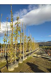 Wisteria Caroline C90 Lit. 500-600 cm (ZEL)