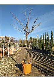 Wisteria Flor. Issai C25 Lit. Na Steblu 100 cm; 6/8 cm (ZEL)