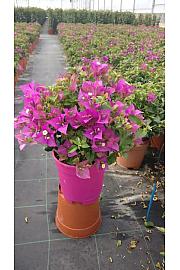 Bougainvillea Alexandra Ø17 Grm