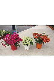 Bougainvillea Californiana Mix Ø17 Grm