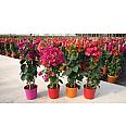 Bougainvillea Californiana Mix Ø17 Piramida 75 cm