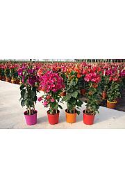 Bougainvillea Californiana Mix Ø17 Piramida 75 cm