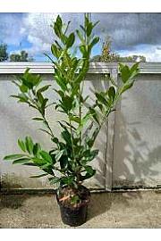 Prunus laurocerasus Caucasica C5 Lit. 80/+ cm