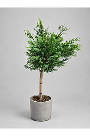 Cupressocyparis leylandii Green; C7,5 Lit. Na steblu 60 cm