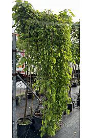 Morus Alba Pendula C40 Lit. Na  Steblu 200-250 cm; Spirala