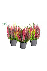 Calluna Beauty Ladies Colorado Lights; Ø12 cm