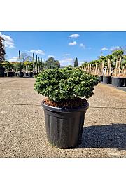 Abies koreana Brillant C8 Lit. 30+ cm