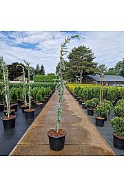 Cedrus libani Glauca Pendula C35 Lit. 175+ cm
