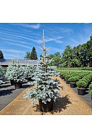 Picea pungens Edith C35 Lit. 120-140 cm