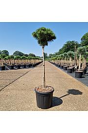 Pinus mugo Benjamin C11 Lit. Na steblu 60 cm Krošnja 25-30 cm