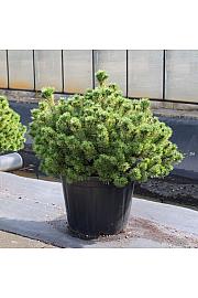 Pinus mugo Carstens Wintergold C110 Lit. 90-100 cm