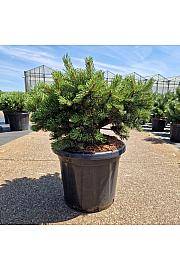 Pinus mugo Klostergrün C25 Lit. 50-60 cm Krogla