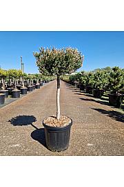 Pinus mugo Klostergrün C15 Lit. Na steblu 40 cm Krošnja 25-30