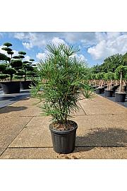Sciadopitys verticillata C11 Lit. 40-60 cm