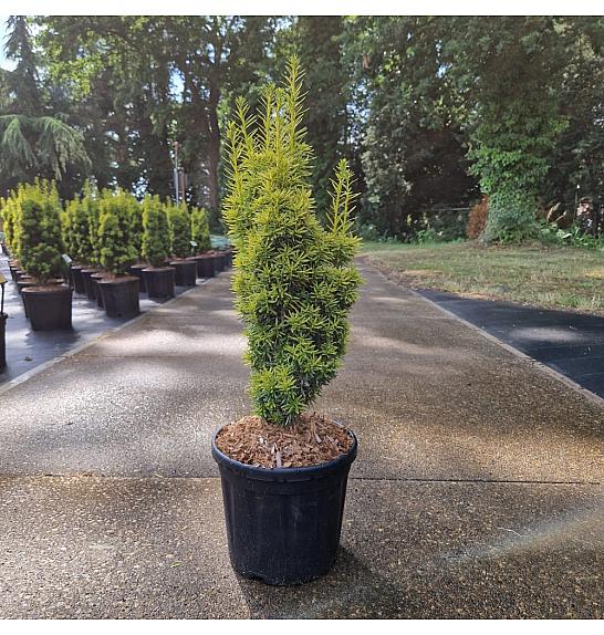 Taxus baccata Fast. David C8 Lit. 50-60 cm