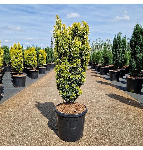 Taxus baccata Fast. David C15 Lit. 70-80 cm