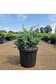 Juniperus chin. Blue Alps C8 Lit. 30-40 cm