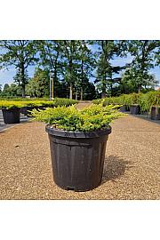 Juniperus comm. Goldschatz C8 Lit. 30-40 cm