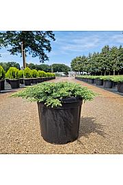 Juniperus comm. Green Carpet C8 Lit. 30-40 cm