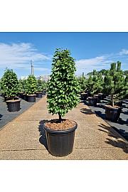 Carpinus betulus Monumentalis C35 Lit. 80-90 cm