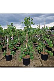 Cercis canadensis Lavender Twist C25 Lit. 125-150 cm