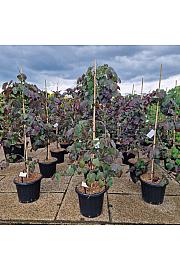 Cercis canadensis Ruby Falls C25 Lit. 125-150 cm