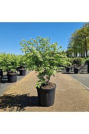 Euonymus alatus Compactus C20 Lit. 80+ cm