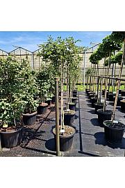 Fagus sylv. Rohan Green Weeping C45 Lit. Na steblu 150 cm
