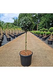 Ilex aquif. Heckenzwerg C11 Lit. Na steblu 40 cm Krošnja 30-35 cm