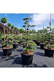 Juniperus comm. Green Carpet C45 Lit. 100-110 cm Bonsai