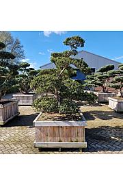 Taxus cuspidata Nr. 26 v lesenem koritu 110x110 cm; 210 cm ; Krošnja 160-200 cm Bonsai
