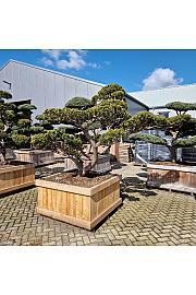 Taxus cuspidata Nr. 35 v lesenem koritu 120x120 cm; 190 cm ; Krošnja 250-220 cm Bonsai