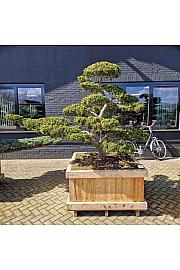 Taxus cuspidata Nr. 36 v lesenem koritu 110x110 cm; 170 cm ; Krošnja 230-170 cm Bonsai