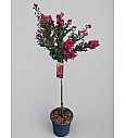 Lagerstroemia indica Enduring Summer Red C15 Lit. Na steblu 80 cm