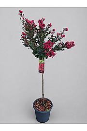 Lagerstroemia indica Enduring Summer Red C15 Lit. Na steblu 80 cm
