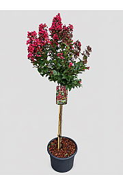 Lagerstroemia indica Coral Magic C15 Lit. Na steblu 80 cm