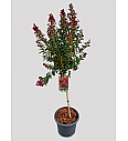 Lagerstroemia indica Double Feature C15 Lit. Na steblu 80 cm