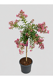 Lagerstroemia indica Mimi Rose C15 Lit. Na steblu 80 cm