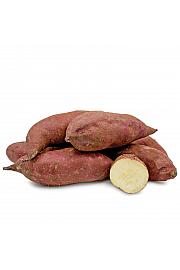 Sladki krompir Ipomoea batatas Murasaki Ø10,5