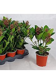 Skimmia japonica Rubella Ø 9