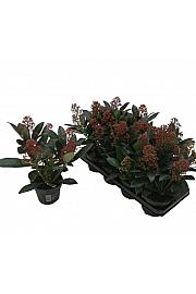 Skimmia japonica Rubella Ø 13