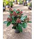 Skimmia japonica Rubella Ø 13