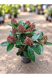 Skimmia japonica Rubella Ø 13