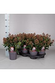 Skimmia japonica Rubella C1,5 Lit. 20-30 cm