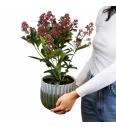 Skimmia japonica Rubella C1,5 Lit. 20-30 cm