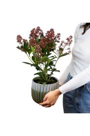 Skimmia japonica Rubella C1,5 Lit. 20-30 cm