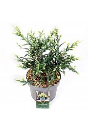 Sequoia sempervirens Adpressa C5 Lit. 30-40 cm