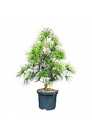 Sciadopitys verticillata C5 Lit. 30-40 cm