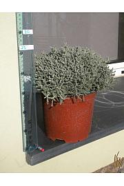 Santolina chamaecyparissus Ø18