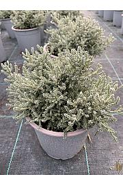 Santolina chamaecyparissus Ø14